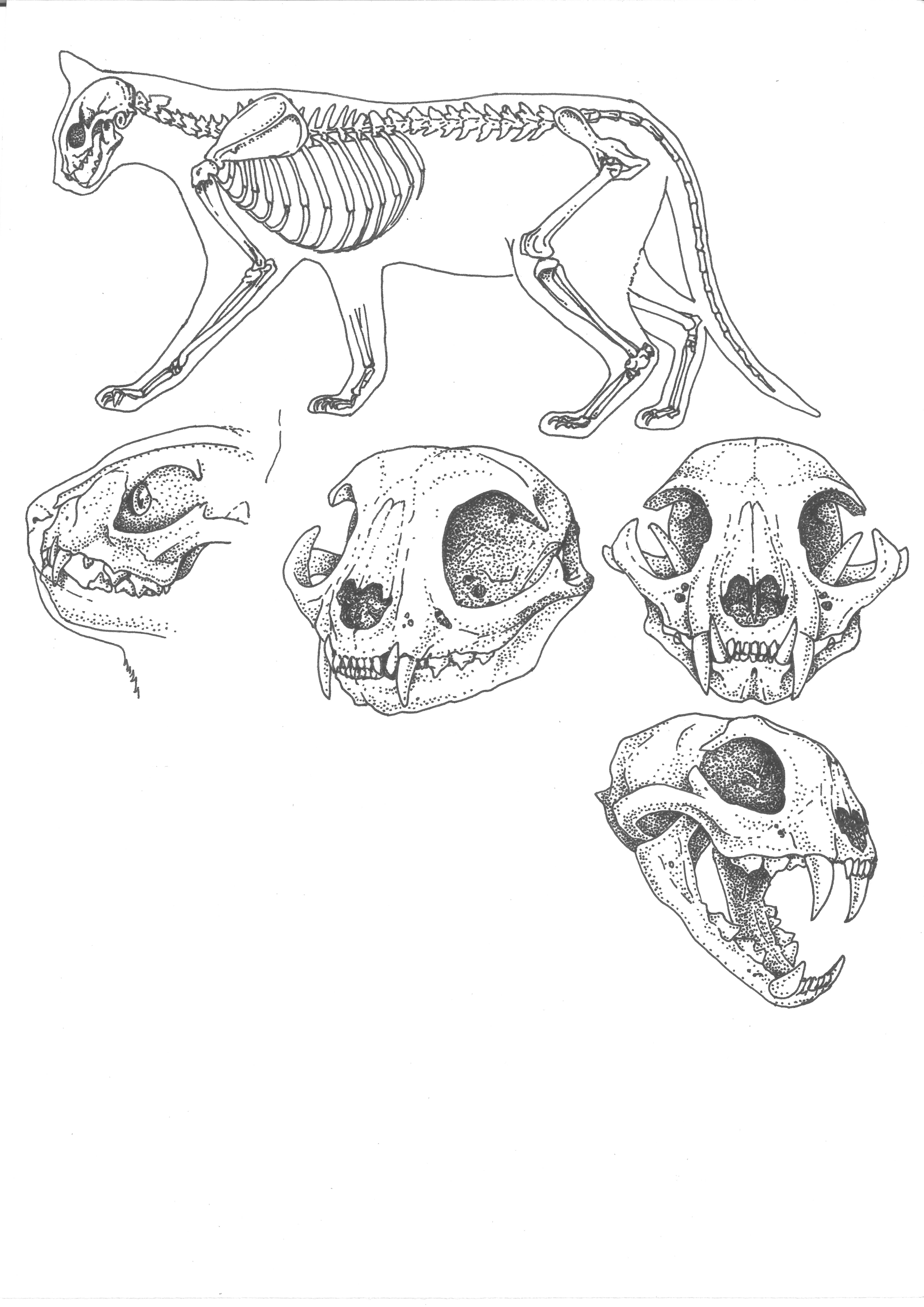 (58)Skelet kočkovití